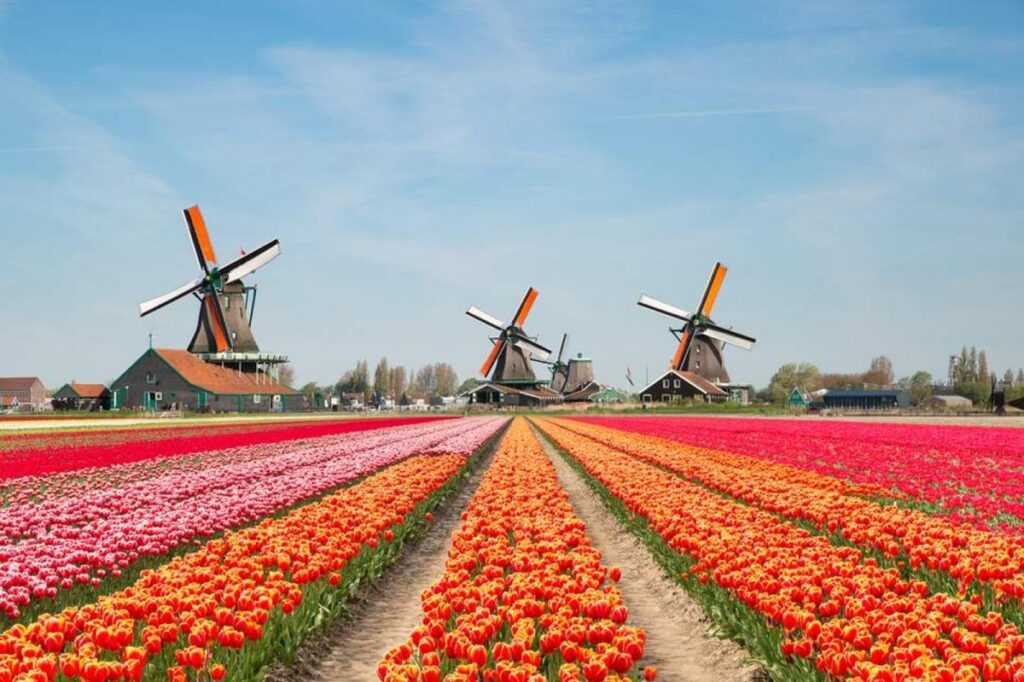 Hollanda Psikolojik Danışma